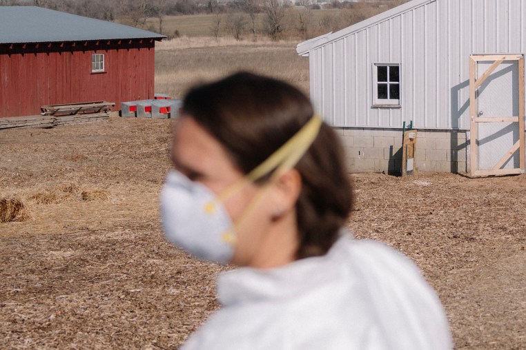 Bird flu farm.