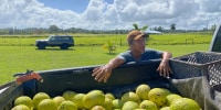 Courtesy Hawai'i 'Ulu Cooperative.