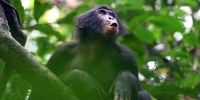 Mia, a young bonobo female from the Fekako community, vocalizing in response to distant group members.