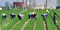 Farm workers in the fields