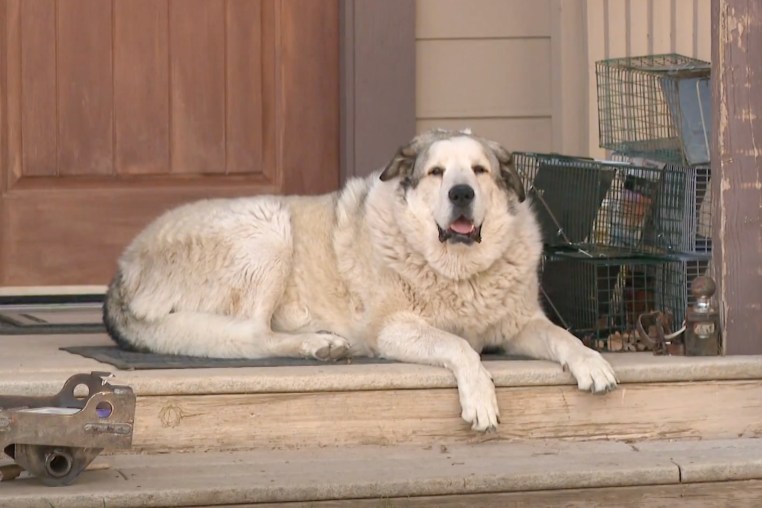 Buford, an Anatolian Pyrenees, normally patrols his land and wards off coyotes.
