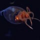 This is the first confirmed live observation of the colossal squid, Mesonychoteuthis hamiltoni, in its natural habitat