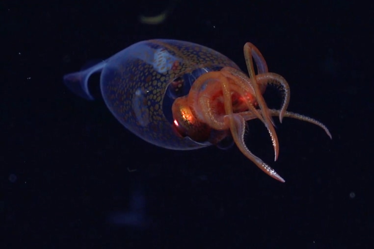 This is the first confirmed live observation of the colossal squid, Mesonychoteuthis hamiltoni, in its natural habitat