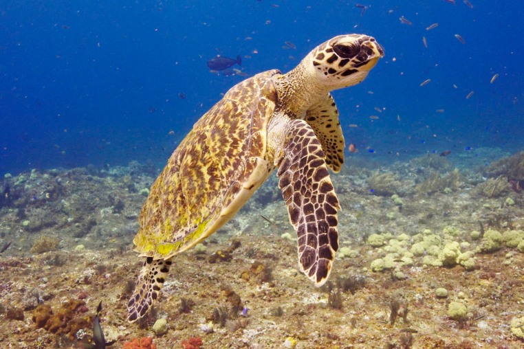 A hawksbill turtle underwater