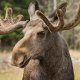 Closeup of a large male moose buck standing in tsunlight in the forest in Sweden